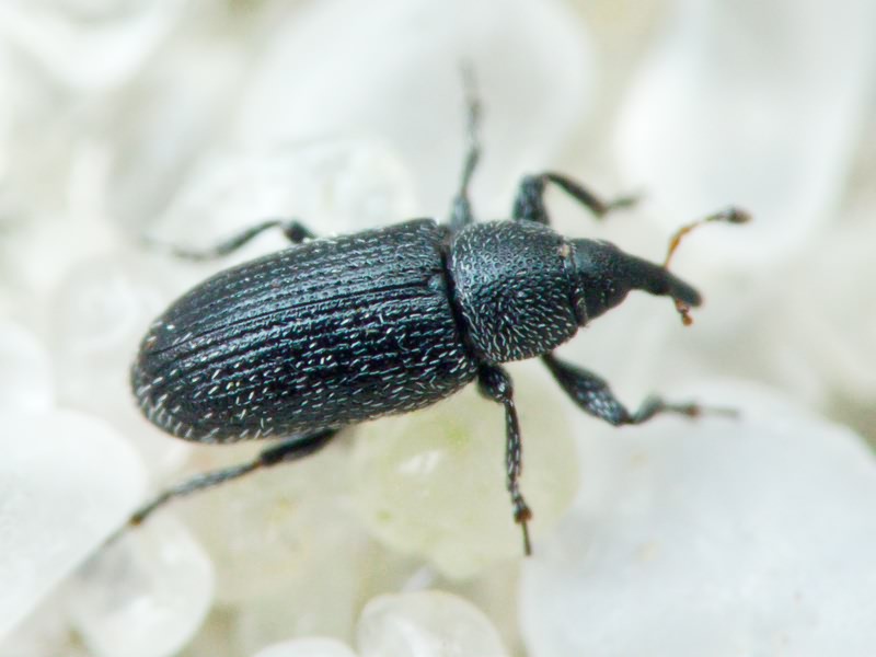 Gymnetron melanarium Germar, 1821